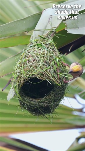 Nature’s Tailor at Work 🐦🪹 #nature #birdlife #nestbuilding #bayaweaver