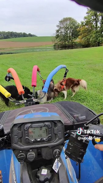 WooFDriver on TikTok