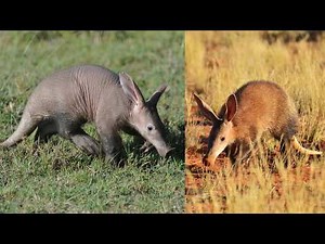 Aardvark: Nature's Nighttime Excavator