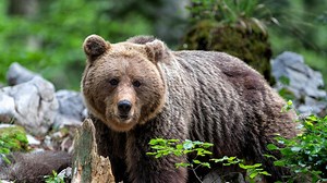 Il Giappone contro gli orsi nelle zone abitate - RSI