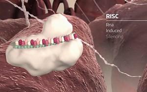 【分子生物学】microRNA基因沉默机制