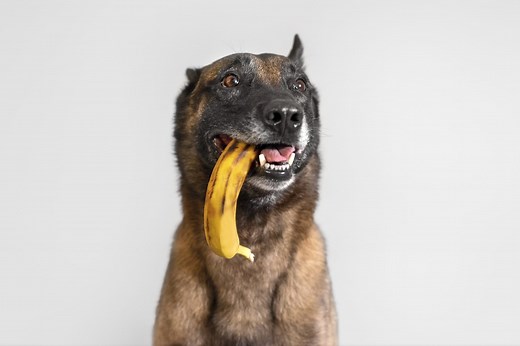 Can Dogs Eat Bananas? Here’s What Vets Say