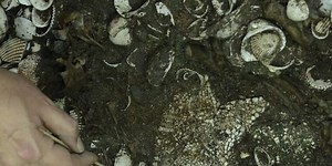 Largest Aztec temple was decorated with over 100 starfish