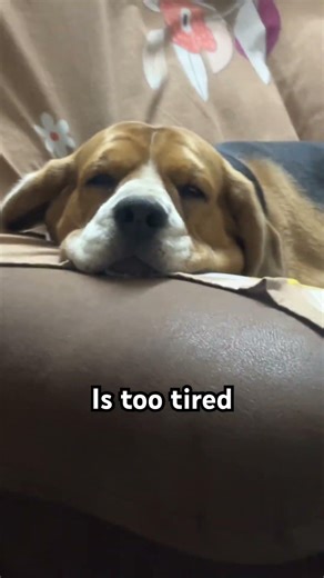 Server error #familyvlog #server #beaglebawara #dog #beagle #sleep #funny