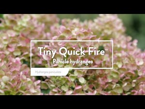 30 Seconds with Tiny Quick Fire™