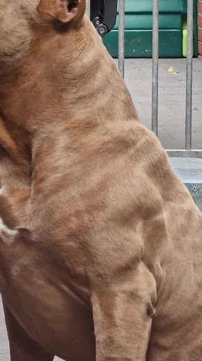 Meet the Champ: A Muscular Dog in Action