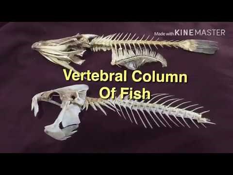 Skeletal System of Fish - Vertebral Column