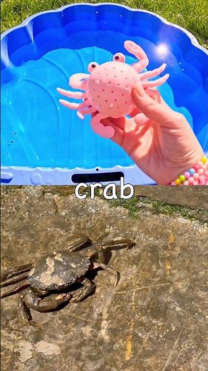 Sea Animal Names for Kids to Learn with Toys: Crab Penguin Pufferfish Seal Fish
