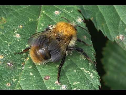 Akkerhommel Bombus pascuorum, mannetje