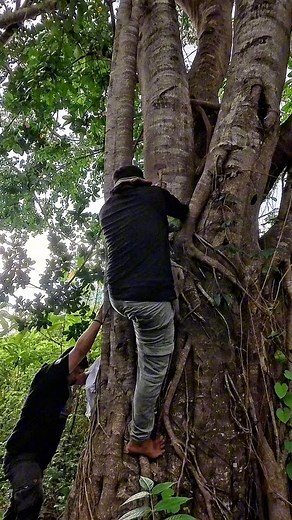 Penarikan Pusaka Cahaya Merah Merona !!! Punya Raja Jin Penunggu Pohon Angker, SAKSIKAN VIDEO PENARIKAN LENGKAPNYA DI YT KIBUDIK OFFICIAL. #penarikanpusaka #pusaka #cahayamerah #merahmerona #pohonangker #Rajajin | Ki Budik Kamandanu