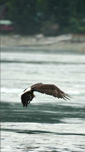 An EAGLE catches a fish and eats it!