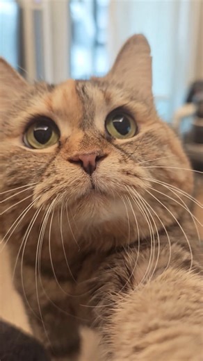 吟游诗人咣当 on Instagram: "Guangdang is being led around by the nose."