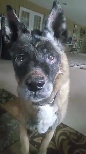 Big East Akita Rescue on Reels