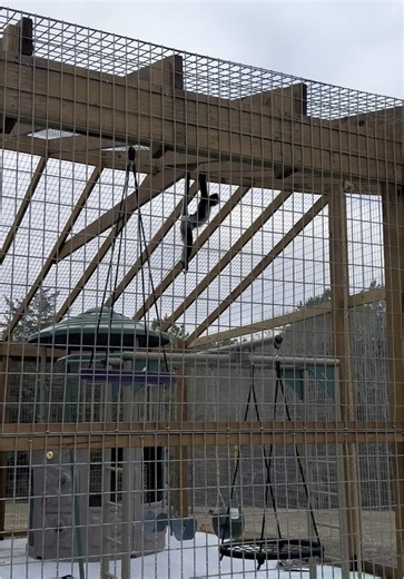 Everyday now Keke seems to be improving within the troop and feeling more comfortable ❤️