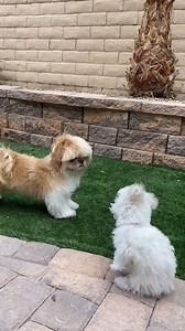 my first meet with big 2 giant shih tzu💗 | Shihtzu