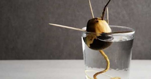 Ciencia divertida: experimentos caseros con alimentos comunes