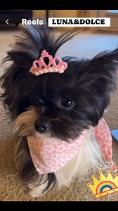 👑🐶 Luna says: “I’m a princess!” And Dolce goes… “Really?? What kind of princess?” 😏 Then Luna gets all serious: “I said I’M A PRINCESS!” 😤💖😂 #LunaAndDolce #FunnyDogs #DogReel #DogHumor #CuteDogs | 𝐋𝐔𝐍𝐀&𝐃𝐎𝐋𝐂𝐄