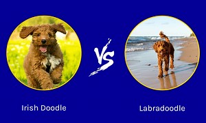 Irish Doodle vs Labradoodle: What Are The Differences?