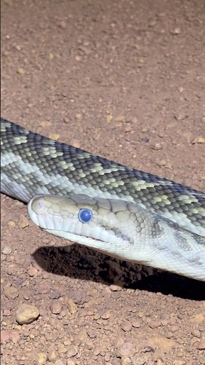 Scrub Python in Northern Australia #snake #wildlife #animals #reptiles