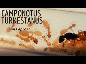 Camponotus turkestanus : 5 mois et un premier media plus tard