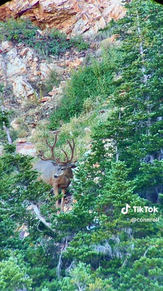 Big Muley Buck Sightings in Nature Adventure