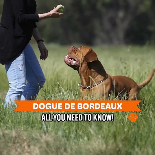 132K views · 2.9K reactions | What You Need To Know About The French Mastiff | Dogumentary TV | Facebook