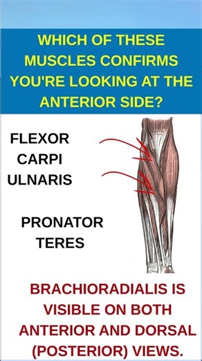 Which muscles confirm the anterior view?