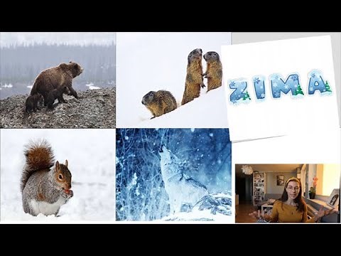 Przygotowywanie zwierząt do zimy. 🦔 Lekcja przyrody z nauczycielem.