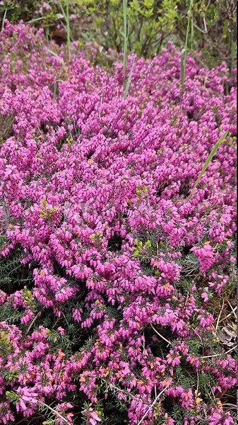 Erica carnea, a low-growing evergreen shrub from the heather family. The plant has characteristic needle-like leaves and numerous small inflorescences of a rich crimson-pink color. Landscape design