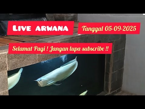 AROWANA ALBINO !! ARWANA ALBINO !! THE BEST OF THE BEST AROWANA !! PLEASE SUBSCRIBE !! HIRAYASI !!
