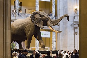Smithsonian - African Bush Elephant