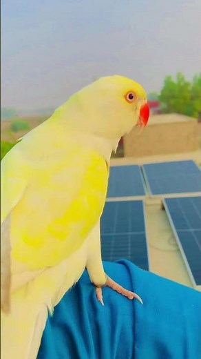 Parrot Free Flight Journey: Watch Our Parrot’s Big Flight#parrot #birds