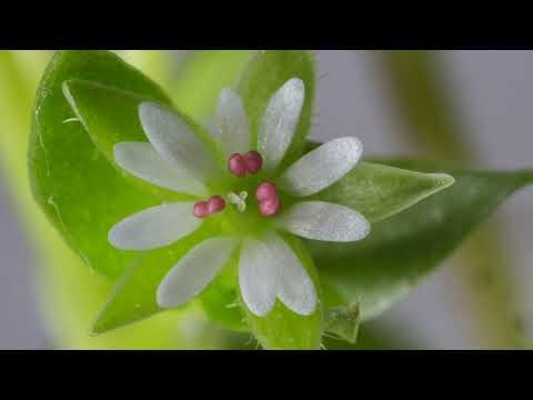 Common Chickweed with John Feehan, Wildflowers of Offaly series