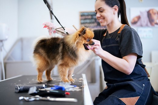 How Much to Tip a Dog Groomer in Every Type of Situation