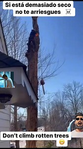 Please don’t try this at home Call a professional! For a tree inspection #treeservicenearm #treeexpervideo #treeexper #fypシ #treeservicenearme #treeservice #treeremoval | Humbe Ortiz