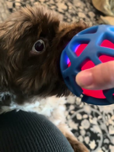 Motion-Activated Interactive Dog Toy #dogs