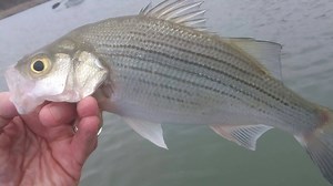 White Bass run is finally on, at least on the Middle Bosque River west of Waco. And it will get better in the coming weeks! Time code is off. This trip was Sunday, March 10th, 2019. Tight Lines! | Brazos Kayak Fishing
