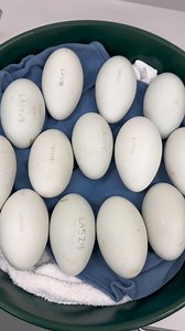11K views · 199 reactions | Look at all those eggs! 讀 So far, the 11...