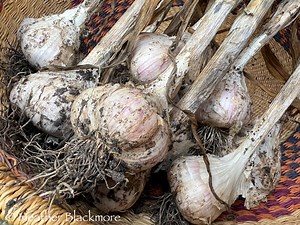The Best Garlic to Grow for Northern Gardeners - Here She Grows