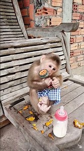 Cutest Monkey Gets a New Shirt! #monkey #monkeychallenge #cute #monkeyvideo #babymonkey #monkeys
