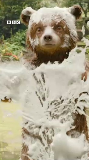 He’s un-bear-ably cute! 🐻 Watch everyone’s favourite bear in #Paddington and #Paddington2, available on iPlayer now. | BBC