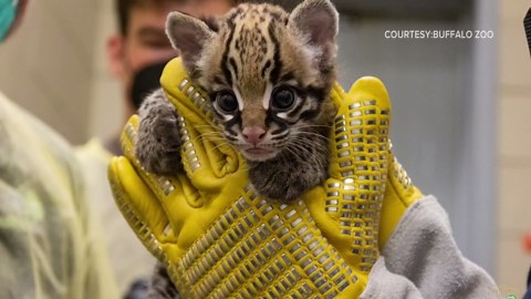 Baby Ocelot unveiled at Buffalo Zoo