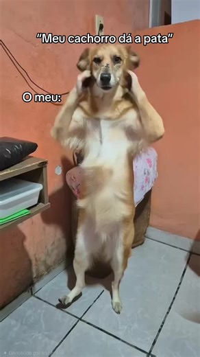 Os vídeos de cael_gomess (@cael_gomess) com som original - Lola Dançarina