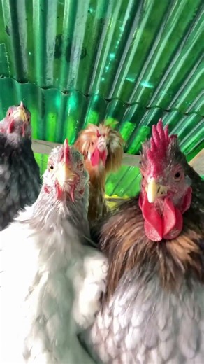 “These Chickens Heard a Song 😭” #shorts #chickens #funny #comedy #viral #dancing