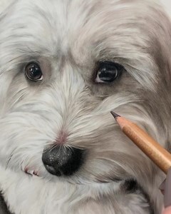 1.6K views · 264 reactions | I’m working on creating more virtual workshop type sessions as well as my full tutorials on Patreon. My live stream sessions will now be a regular thing, as will my group Skype chat sessions. Do join me on here and on YouTube - I’ll try to schedule but I may just go live as I feel like it. Tonight I’ll be live on Facebook around 8pm gmt working on the lovely Labrador storm. | Bonny Snowdon Academy | Facebook