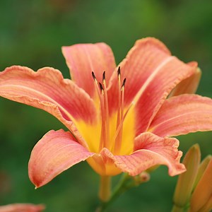 Original Orange Daylily, Hemerocallis | American Meadows