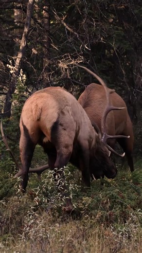 Elk Rut Documentary: Nature's Spectacle Uncovered