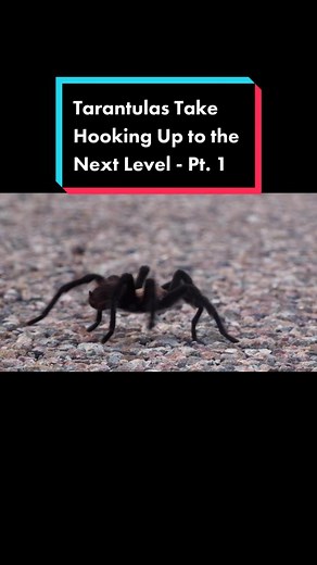 deeplookofficial on TikTok