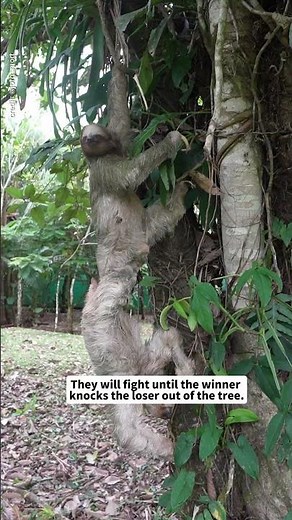 🔞 Sloth Mating #valentine