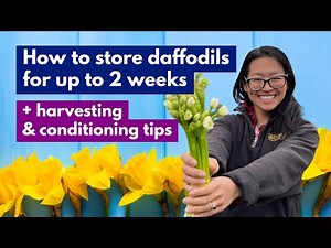 How to dry store daffodils for up to 2 weeks + harvesting & conditioning tips